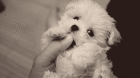 Dogs