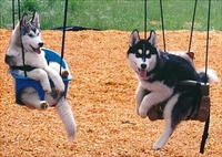 Dogs