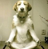 Dogs