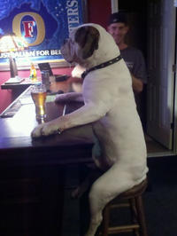 Dogs