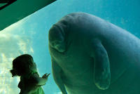 Overlord Manatee
