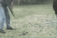 GIF