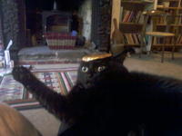 Cats