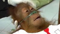 Dying Orangutan