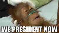 Dying Orangutan