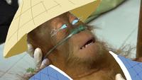 Dying Orangutan