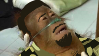 Dying Orangutan