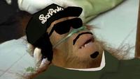 Dying Orangutan