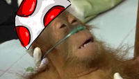 Dying Orangutan