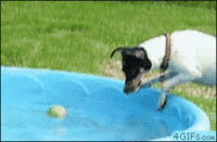Dogs