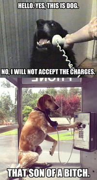 Yes, This is Dog