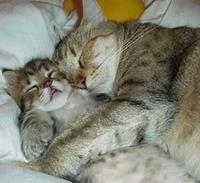 Cats