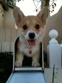 Dogs