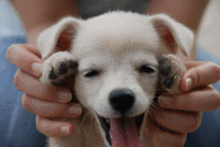 Dogs
