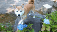 Dogs