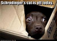 Schrodinger's Cat