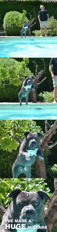Dogs
