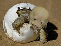 Adalia Rose