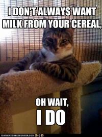 The Most Interesting Cat in the World