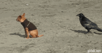 Dogs