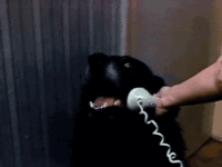 Yes, This is Dog