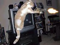 LOLcats