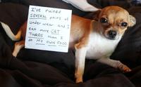 Dogshaming