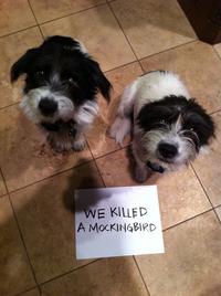 Dogshaming