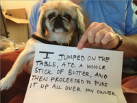 Dogshaming