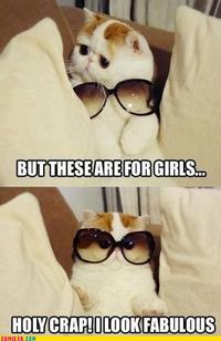 Cats