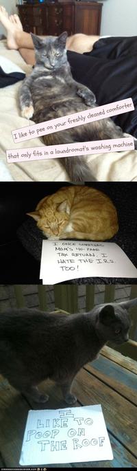 Dogshaming
