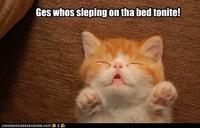 Cats