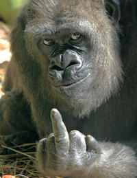 That Really Rustled My Jimmies