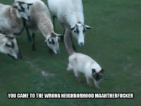 You Came to the Wrong Neighborhood