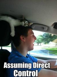 Cats
