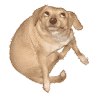 Dogs