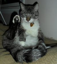 Cats