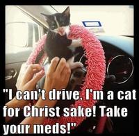 Cats