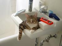 If It Fits I Sits