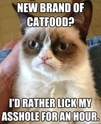 Grumpy Cat