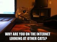 LOLcats