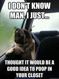 Introspective Pug