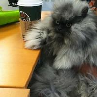 Colonel Meow