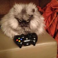 Colonel Meow