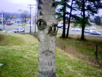 Things With Faces (Pareidolia)