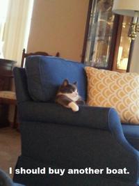 I Should Buy a Boat Cat