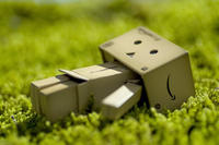 Danbo