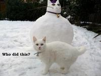 LOLcats