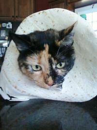 Cat Breading