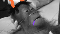 5fe